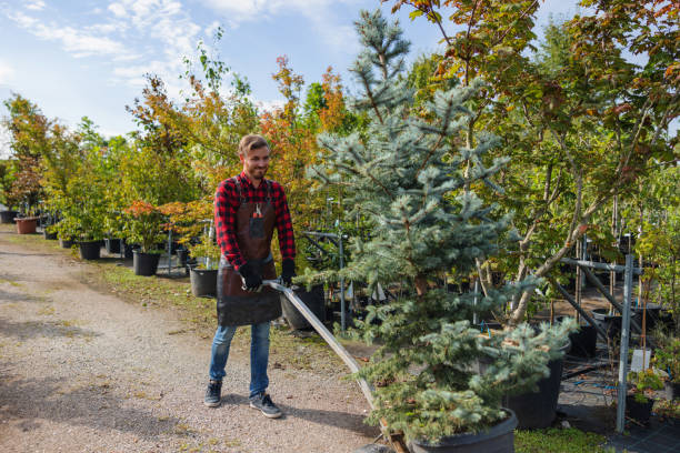 Professional Tree Removal and Landscaping Services in Highland Beach, FL